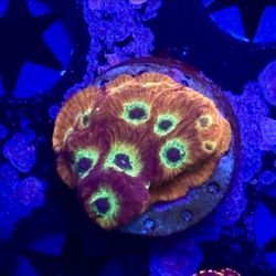 Spicy Lemon Favia Display Bright Colors