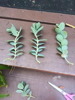 Succulent cuttings