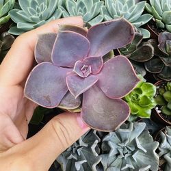 Perle Con Nurnberg Succulent 