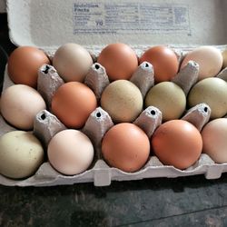 Fresh Eggs 🥚