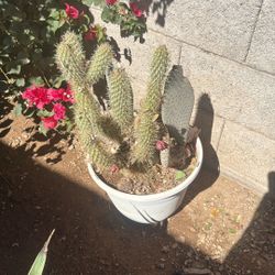 Cactus 