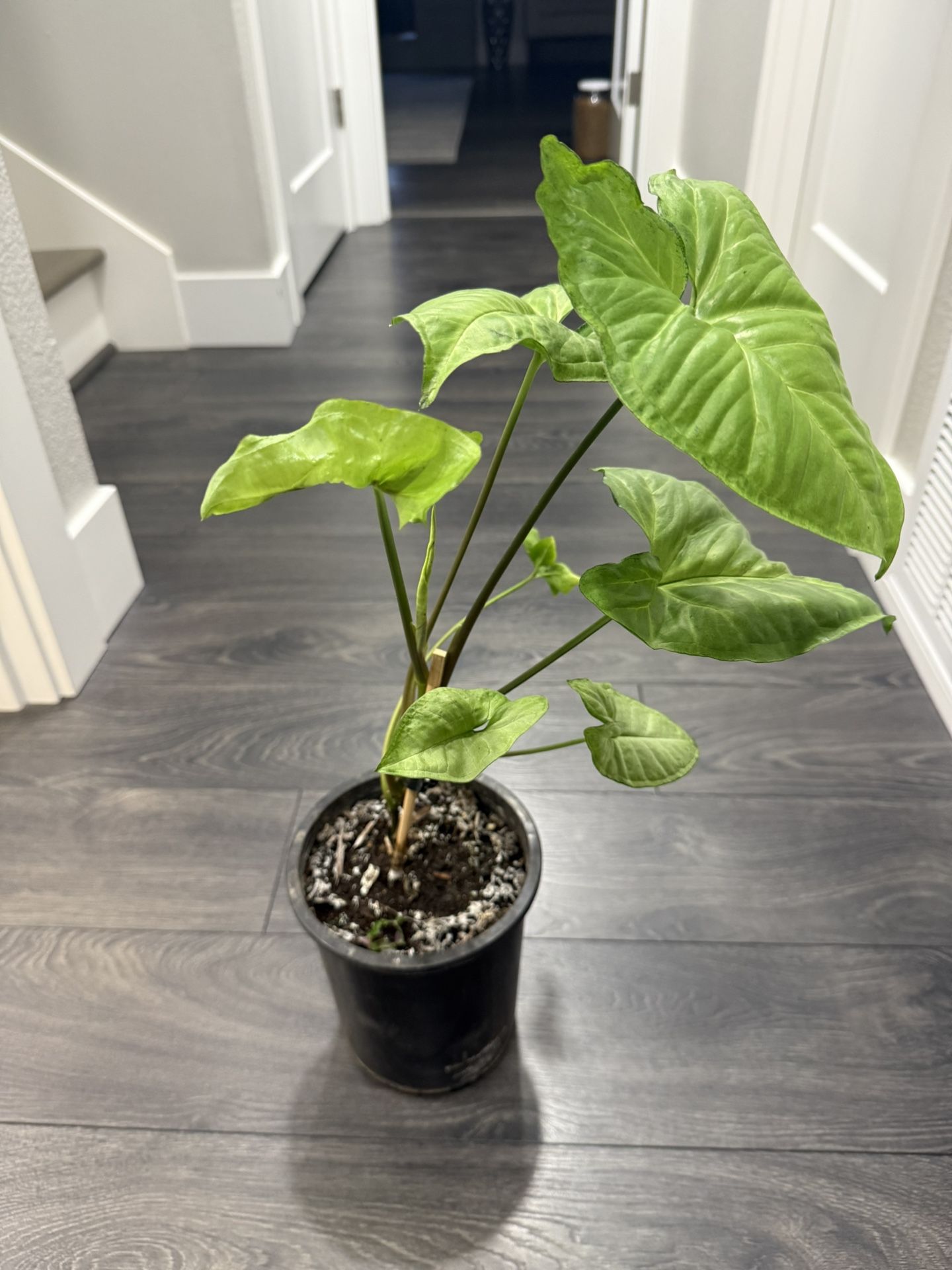 Syngonium Plant Indoor In Pot Vibrant Very Pretty