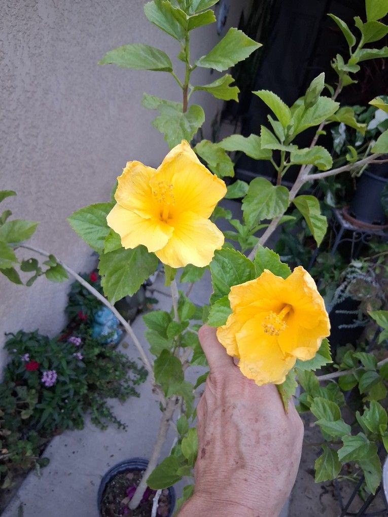 Hibiscus Tree Plant with Yellow Flowers $45