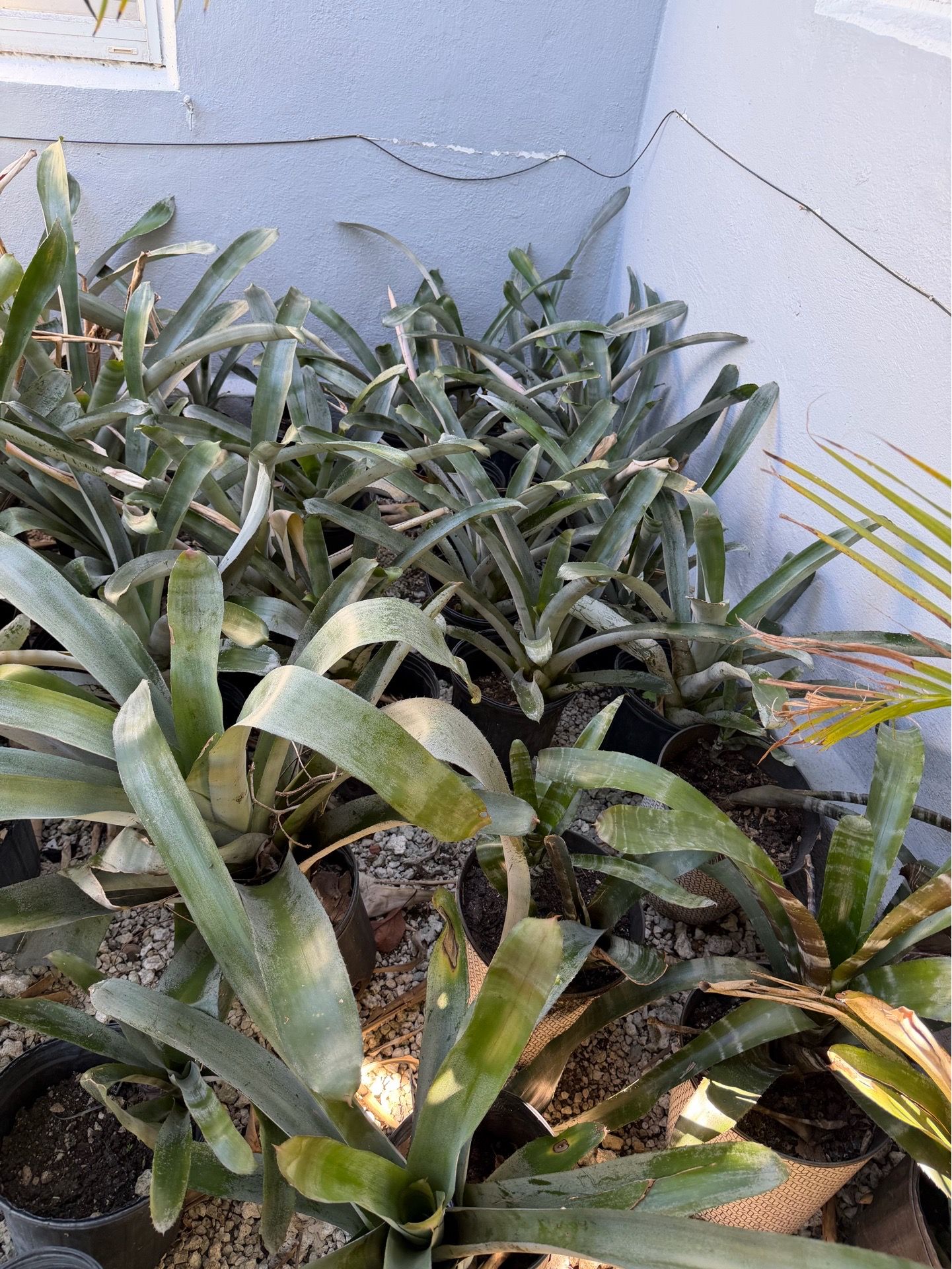 Plantas