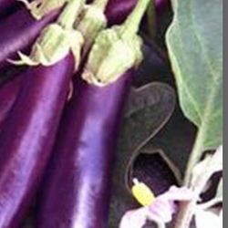 Japanese Ichiban Eggplant Seedling Plant 1 Gallon