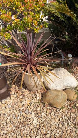 Cordyline 2 Red Star , $50 (comes with pot )