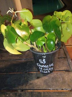 Chinese Money Plant