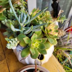 Succulent Salads And Minature Succulent Arrangements. 