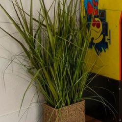 Decorative Plant