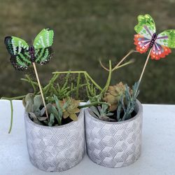 Indoor/Outdoor Succulent Plants | Mother’s Day Gift