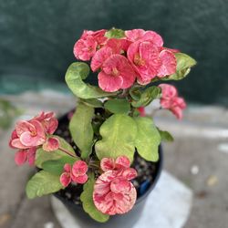 Euphorbia Crown Of Thorns Jumbo Flowers Plant, In 2 Gallons Pot Pick Up Only