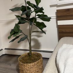 Fiddle Leaf Fig
