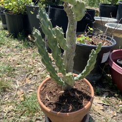 🌵Cholla Cactus 🌵 