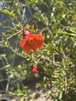 Pomegranate 