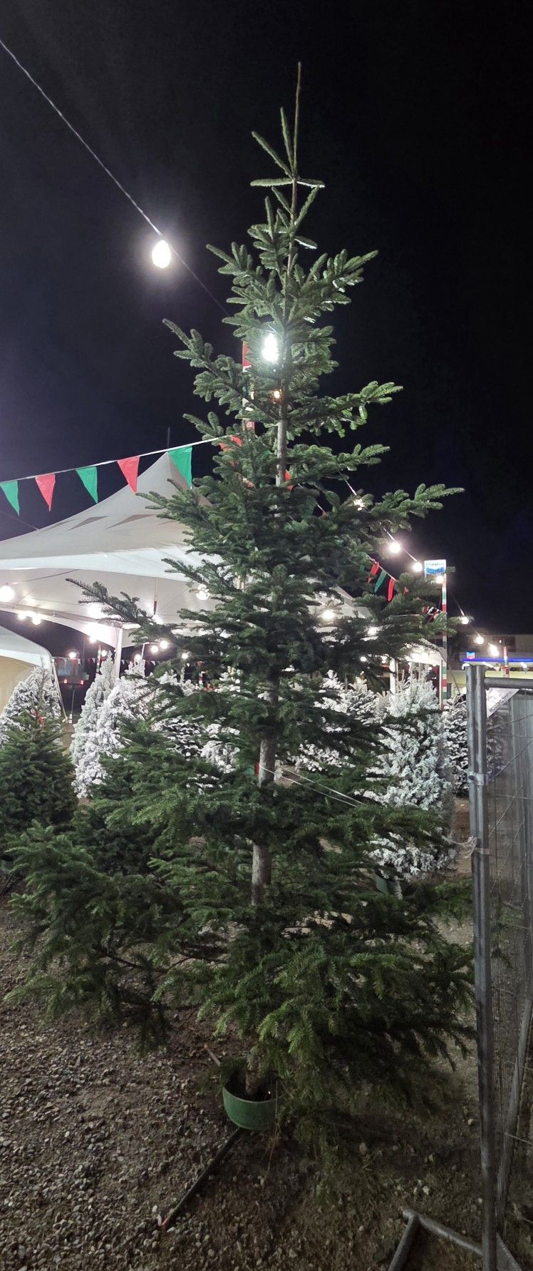 16'+ Noble Fir Christmas Tree