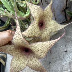 Estrella De Mar