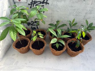 Organic Fruit Trees For Sale
