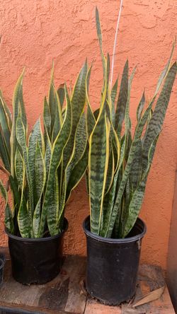 Plants snake plant/