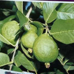Indian  White Guava Tree ,  7' Tall 