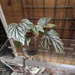 Rex Begonia Cuttings