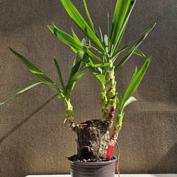 Old Yucca Bonsai Tree   ( OUTDOOR and INDOOR PLANT )