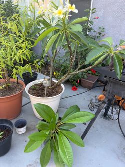 Plumeria tree