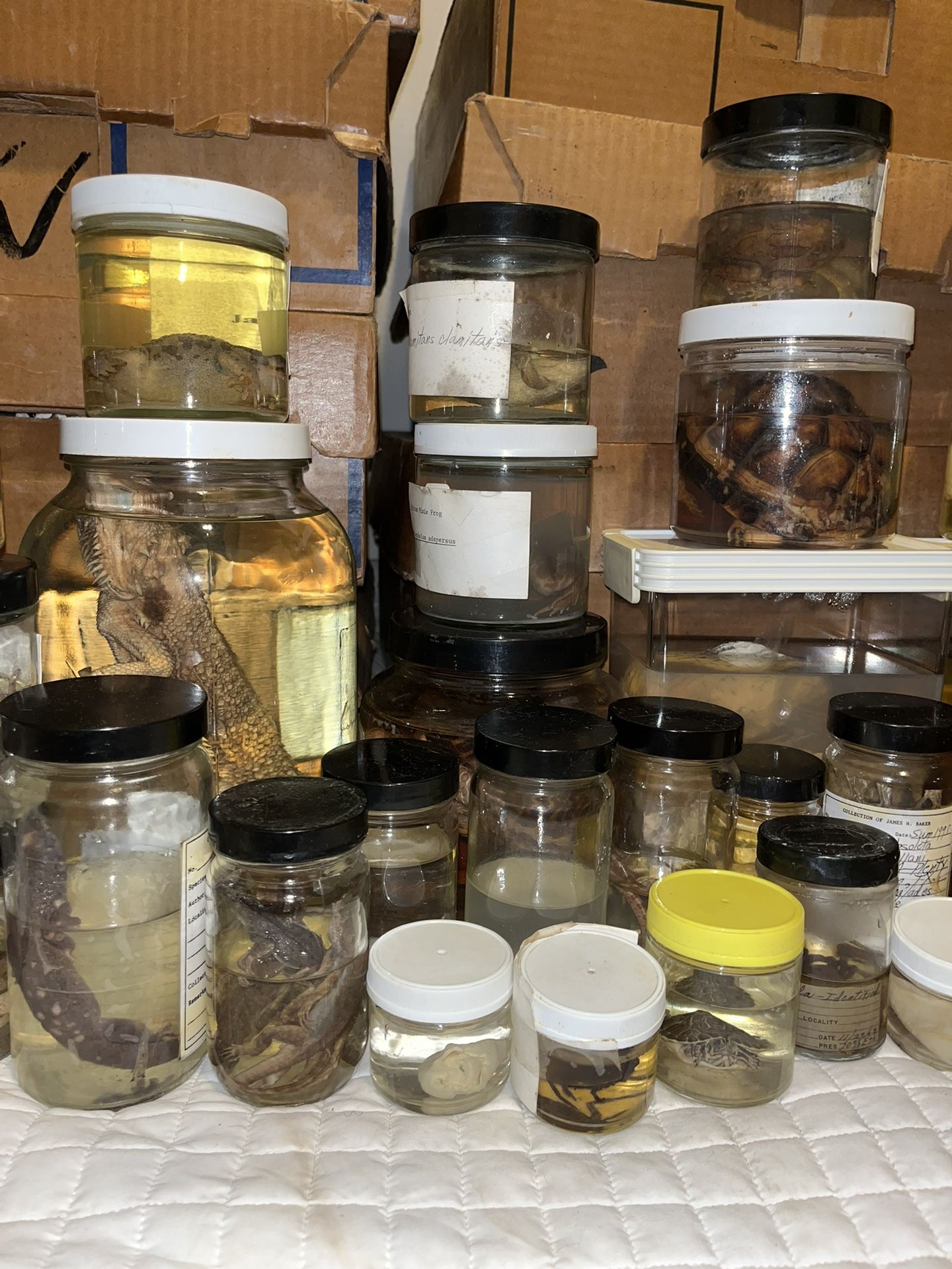 Wet Specimens for Sale in Houston, TX OfferUp