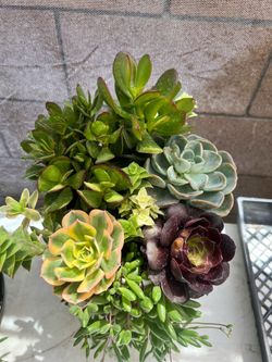 Succulent arrangement , Arreglo de suculentas