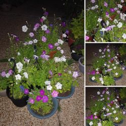 Fragrant mix petunia Flowers$6-$14 Each pot