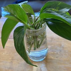 Pothos Cuttings