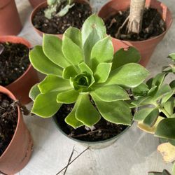 Small Succulent Plants 