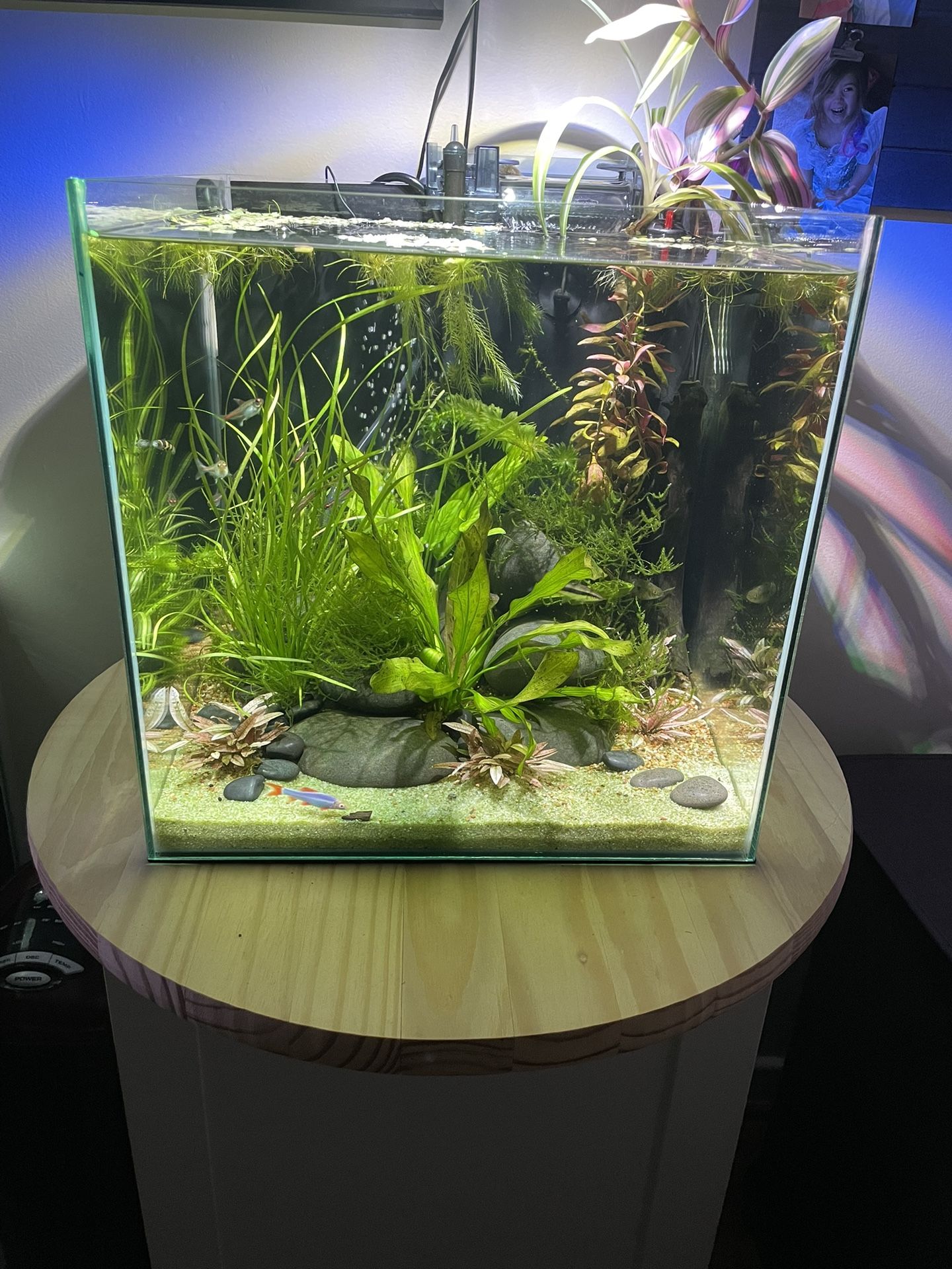 14 Gallon Rimless Cube Planted Aquarium Fish Tank
