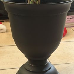 Two Pots With Plants 