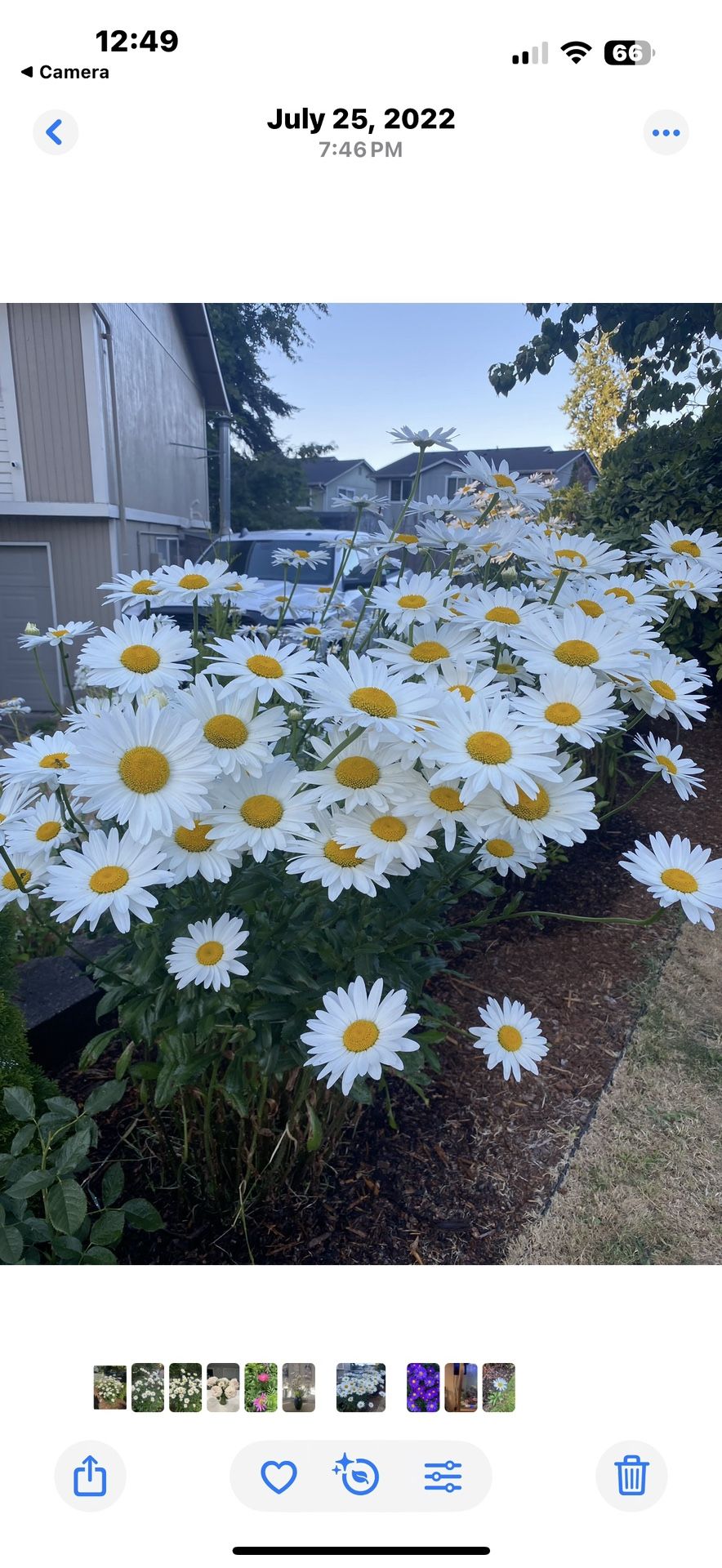White Daisies Ready To Be Planted And Will Bloom This Year