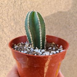 Mexican Fence Post Cactus 