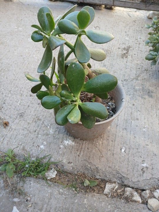 Jade Plant