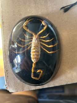Scorpion