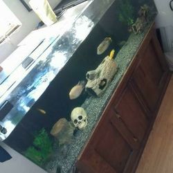 100 Gallon Fish Tank