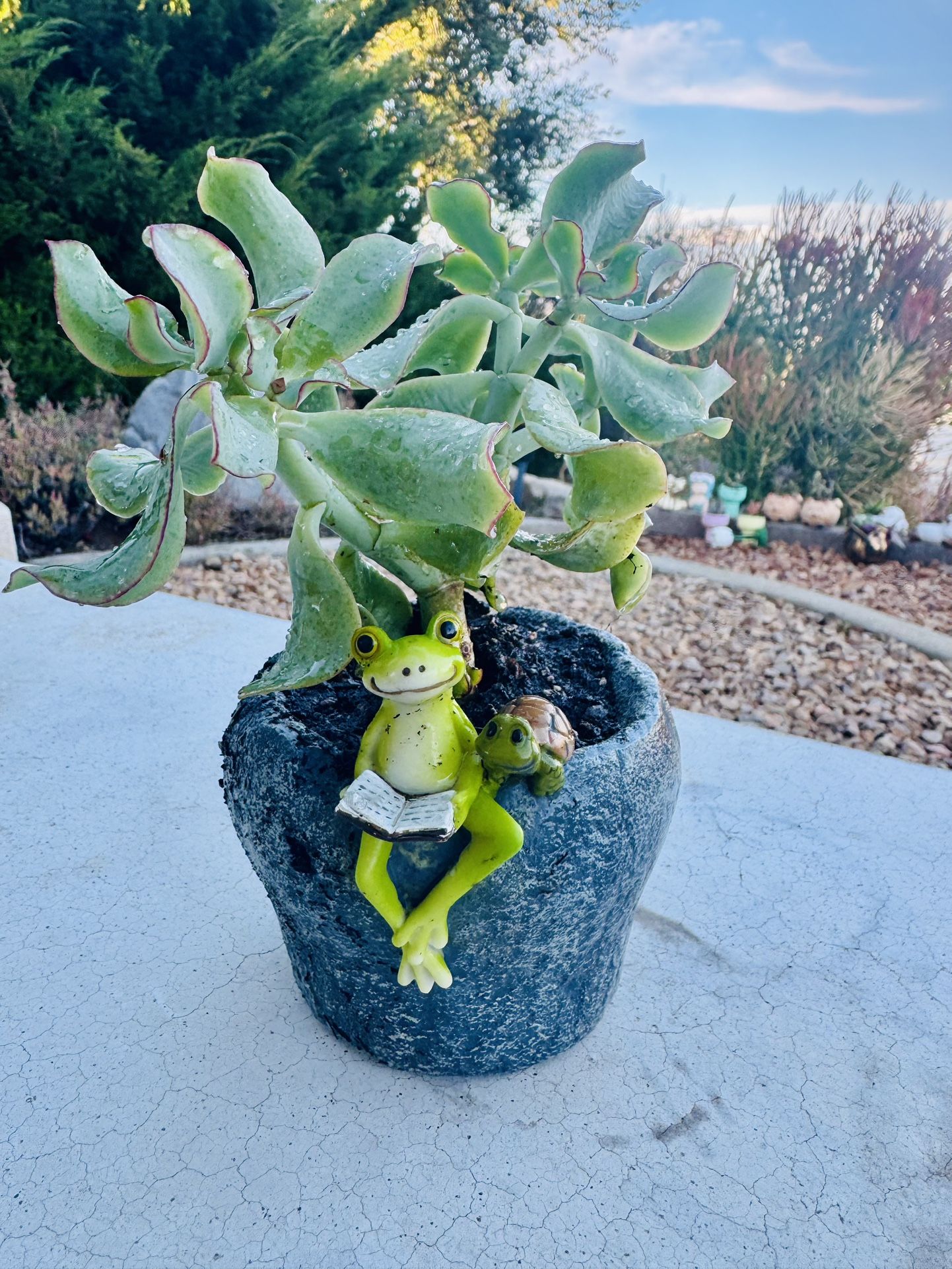 Hot π₯π πΈ π’ π Reading Frog Turtle Planter - With Rare Wavy Succulents plantπͺ΄