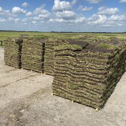 Fresh Cut St. Augustine Sod