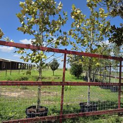 Mexican Sycamore Tree 30gallons 10ft Tall