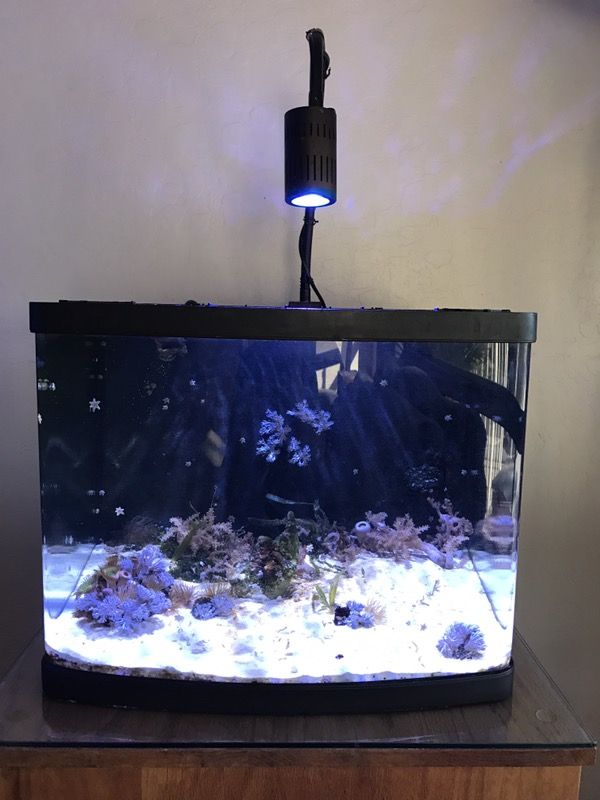 29 gal biocube aquarium with Kessil a150 led light.