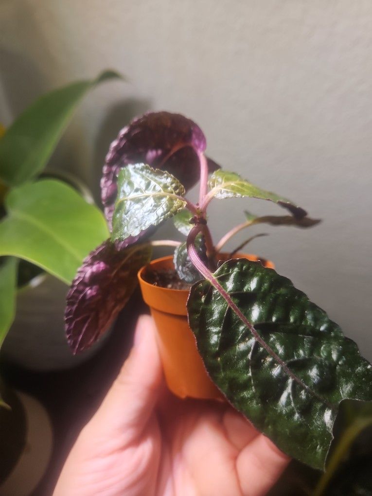 Purple Waffle Plant(Hemigraphis alternata)

