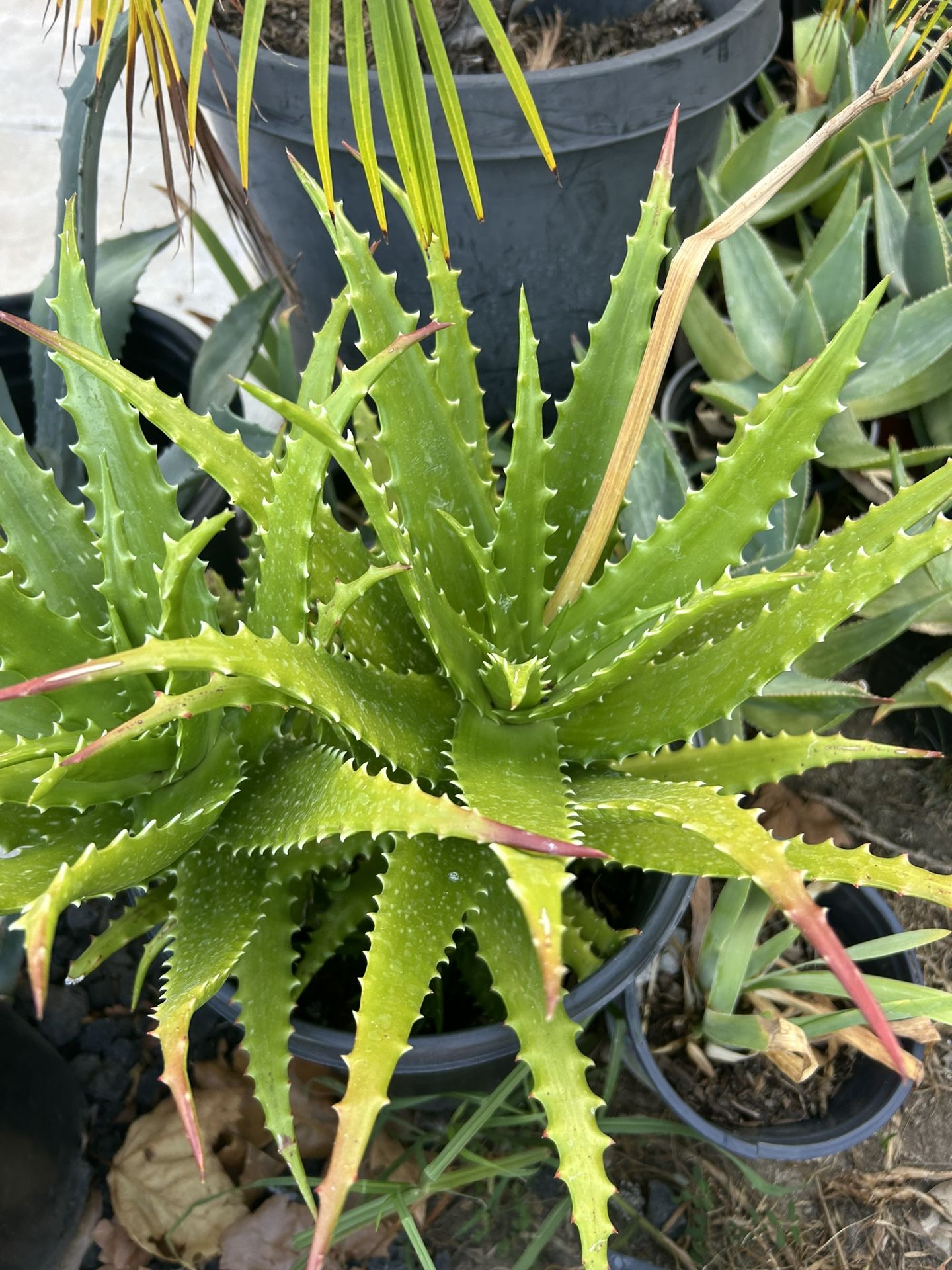 Aloe Vera
