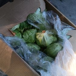 Free lettuce