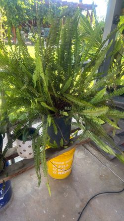 Muy bonita planta
