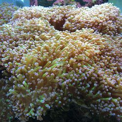 Salt water, LPS, Frog Spawn, Coral Frags