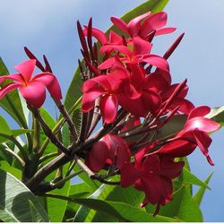 Hawaiian Red Frangipani 3Stem Plumeria Rooted Cutting Plant 