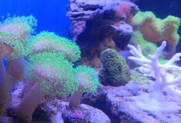 💚 Green Leather Coral Frag – Aquacultured Saltwater Coral