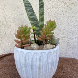 Succulents Plant …